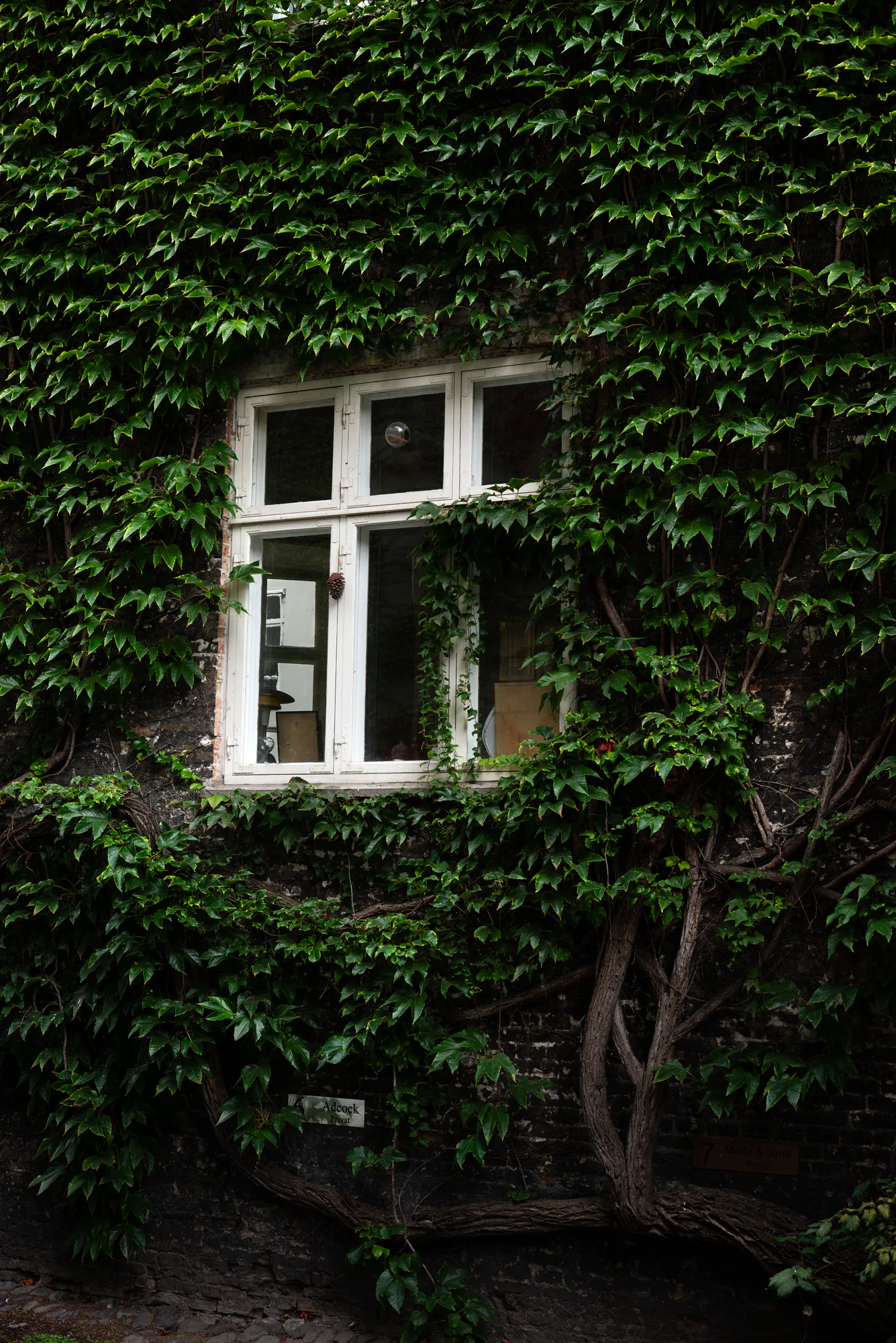 vines and a window